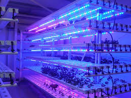 Serret5 de LEIDENE fluorescente installatie kweekt lichten voor sla, kool